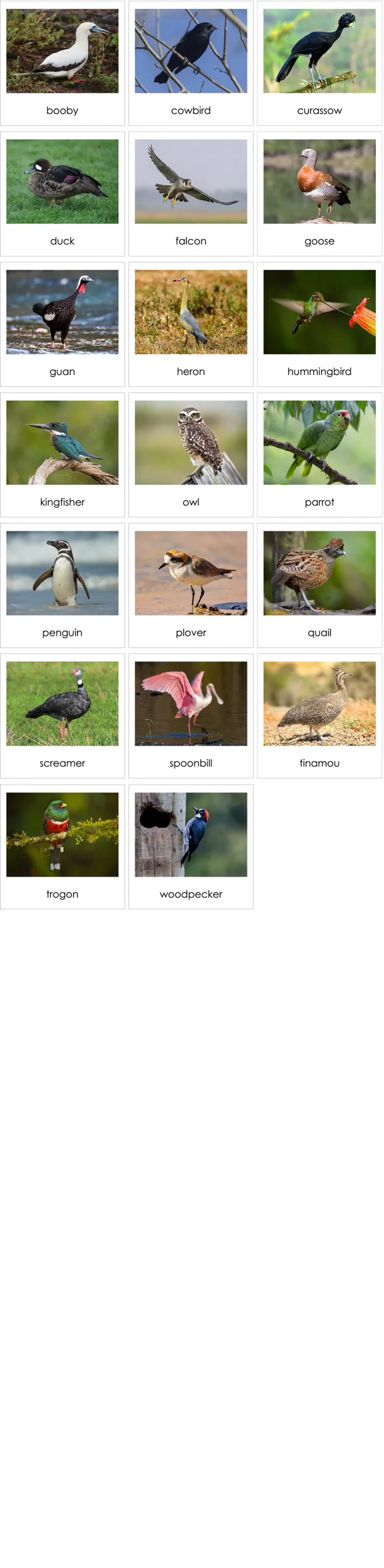 cc241-en-p.webp