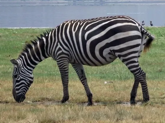 Image of Mammals Africa