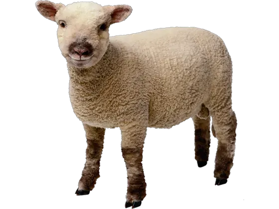 Image of Animals Farm