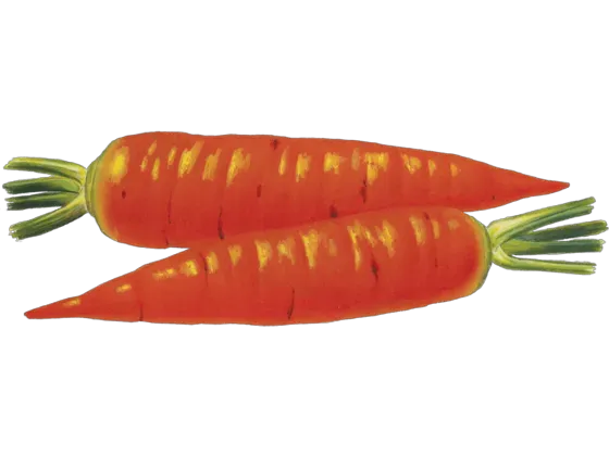 Image of Vegetables Root