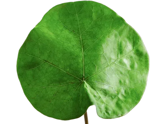 Image of Leaf Shapes 