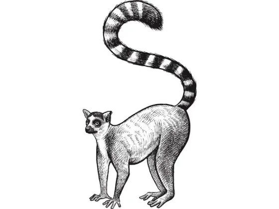 Image of Mammals Africa