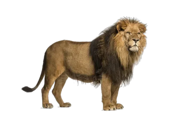Image of Mammals Africa