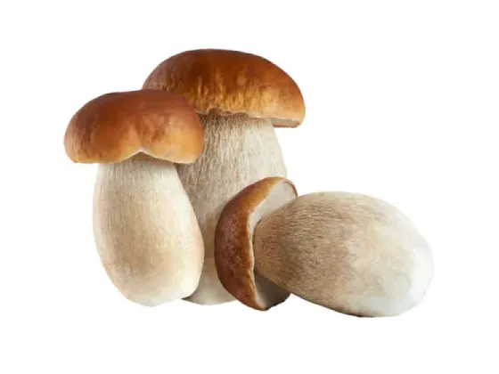 Image of Vegetables Fungus