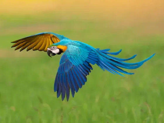 Image of Birds South America A