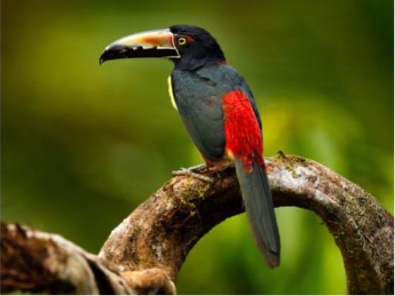 Image of Birds North America 03