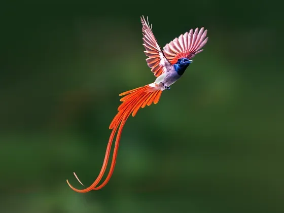 Image of Birds Asia A