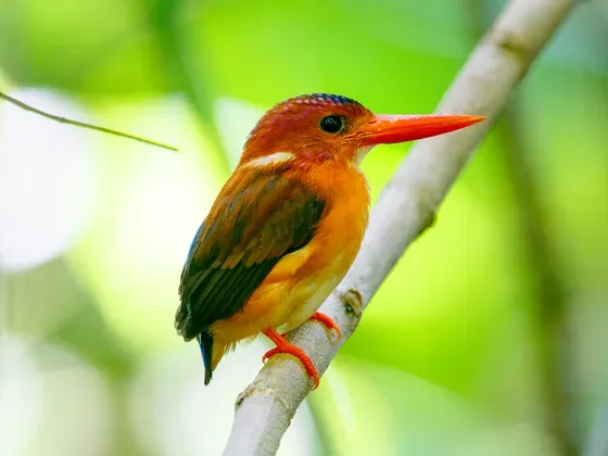 Image of Birds Asia B