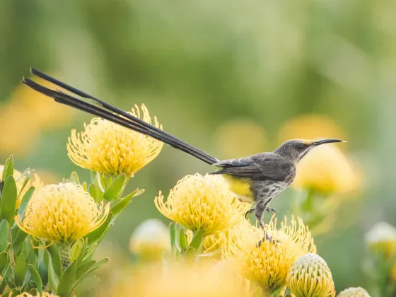 Image of Birds Africa A