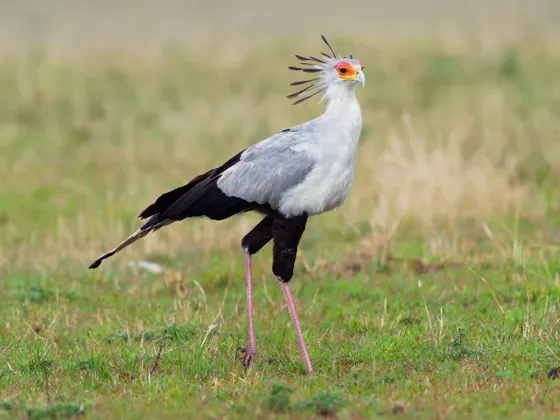 Image of Birds Africa C