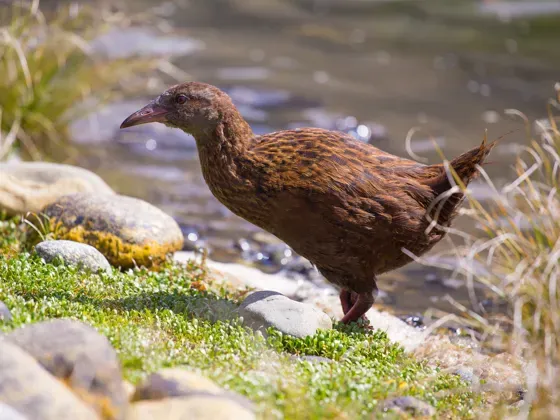 Image of Birds Oceania A