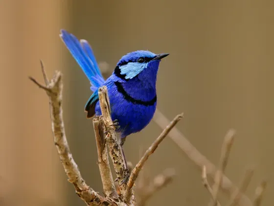 Image of Birds Oceania C