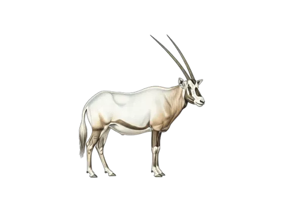 Image of Mammals Antelopes Asia