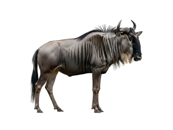 Image of Mammals Antelopes Global