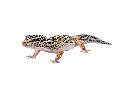 Image of Vertebrates Types