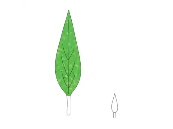 Image of Leaf Shapes 1