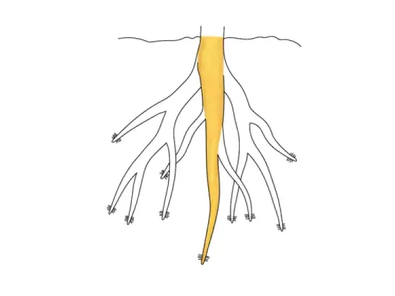 Image of The Branching of Roots