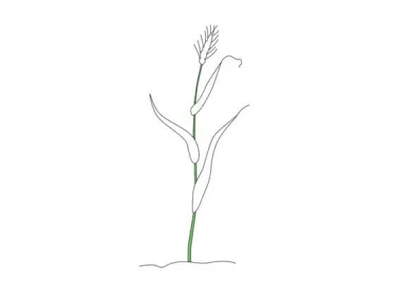Image of Kinds of Erect Stems